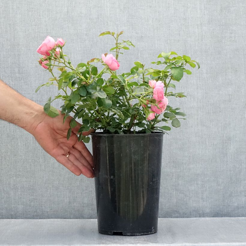 Amostra de Roseira floribunda Pomponella Vaso de 4 L/5 L tal como entregue no verão