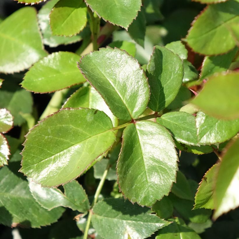 Roseira floribunda Pomponella (Folhagem)