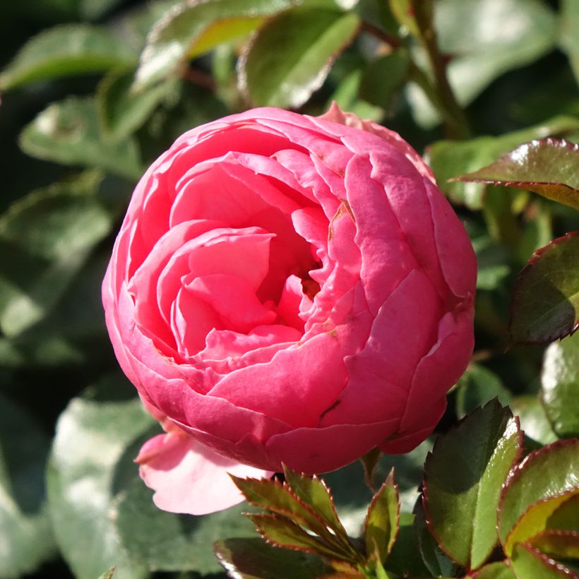 Roseira floribunda Pomponella (Floração)