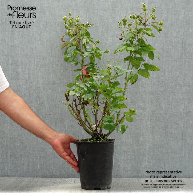 Amostra de Roseira floribunda Quinte Flush Vaso de 4 L/5 L tal como entregue no verão