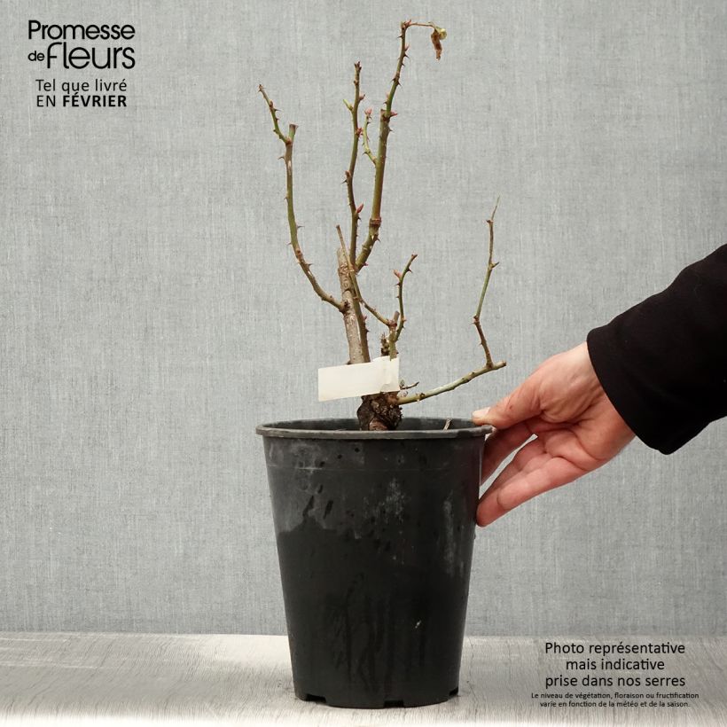 Amostra de Rosier à fleurs groupées Quinte Flush Pot de 4L/5L tal como entregue no inverno