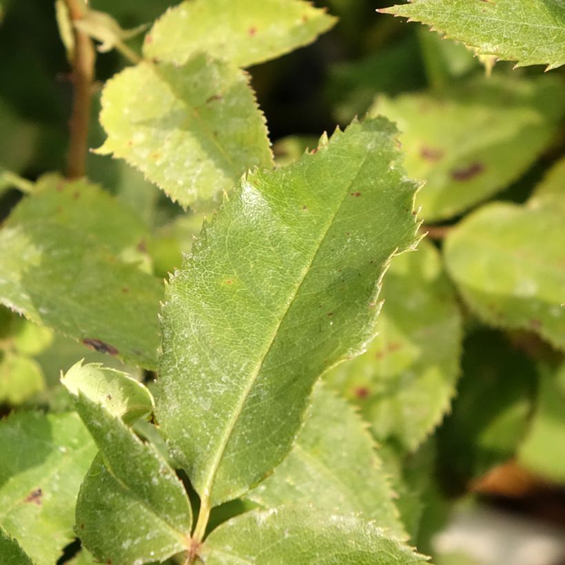 Roseira floribunda Quinte Flush (Folhagem)