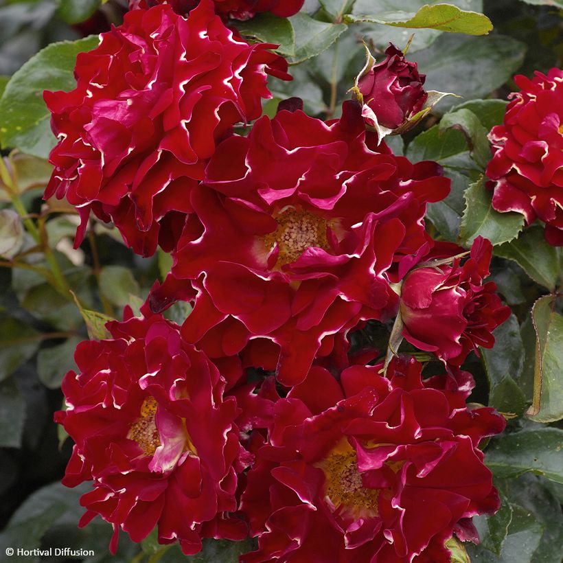 Roseira floribunda Red Lady Ruffles (Floração)