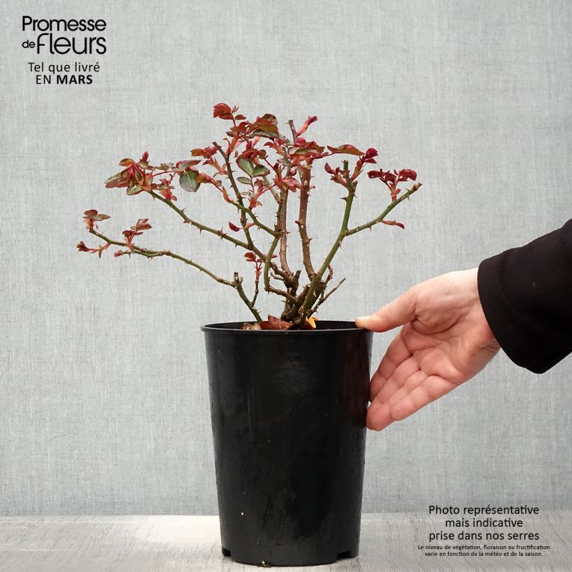Amostra de Roseira floribunda Red Leonardo da Vinci Vaso de 4 L/5 L tal como entregue na primavera