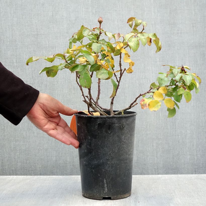 Amostra de Roseira floribunda Red Leonardo da Vinci Vaso de 4 L/5 L tal como entregue no outono