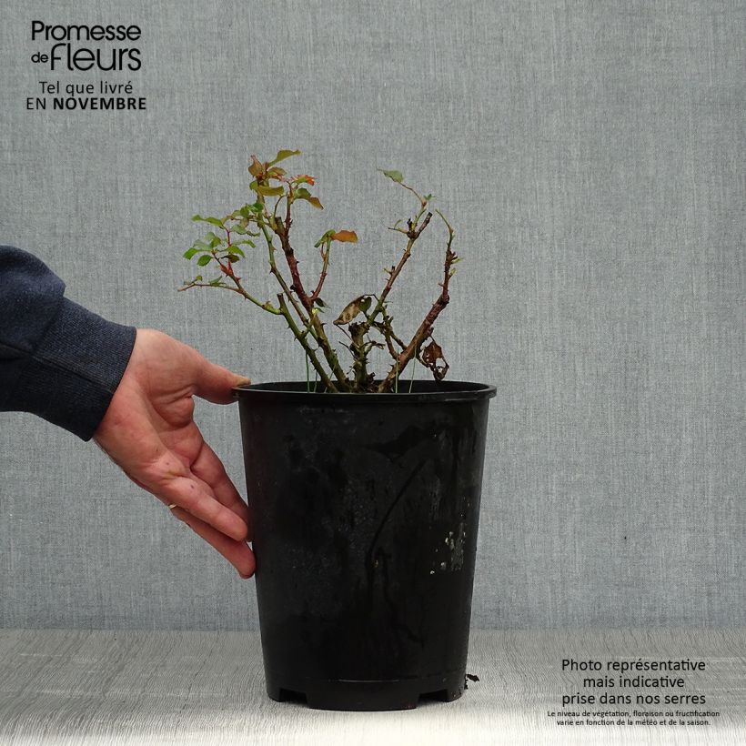 Amostra de Roseira floribunda Remembrance Vaso de 2 L/3 L tal como entregue no outono
