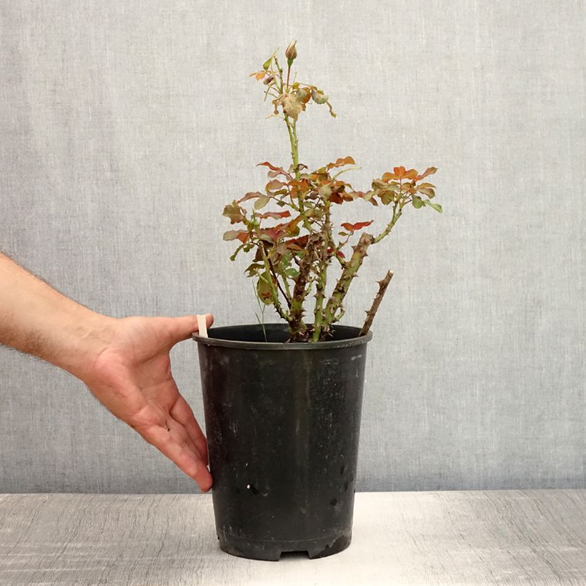 Amostra de Roseira floribunda Remembrance Vaso de 2 L/3 L tal como entregue no verão