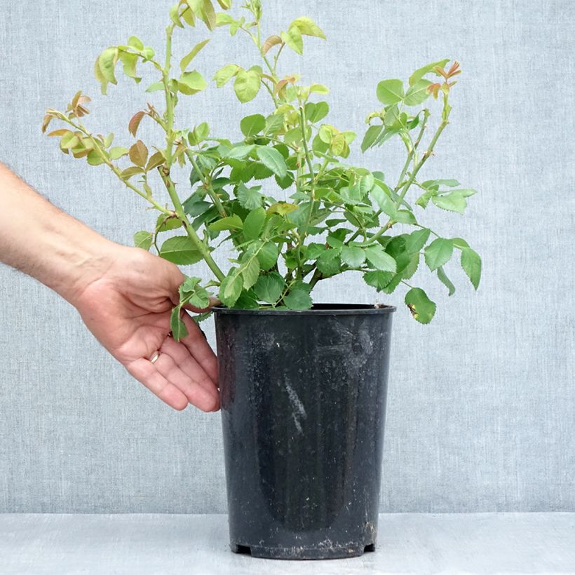 Amostra de Roseira floribunda Rhapsody in Blue Vaso de 4 L/5 L tal como entregue no verão
