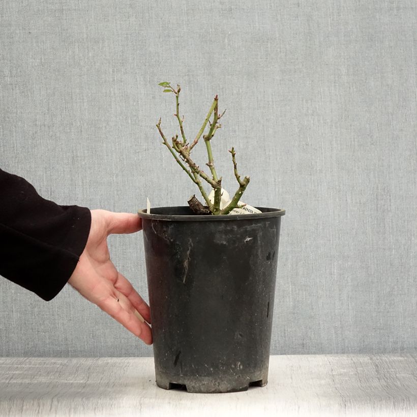 Amostra de Rosier à fleurs groupées Rochemenier Village Vaso de 4 L/5 L tal como entregue no inverno