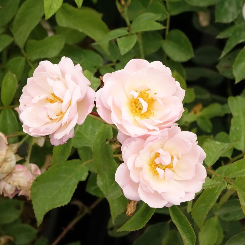 Roseira floribunda Rose de la Petite Chabotte (Floração)