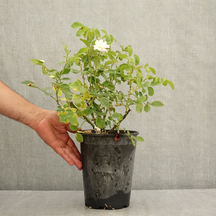 Amostra de Roseira floribunda Rose de la Petite Chabotte Vaso de 4 L/5 L tal como entregue no verão