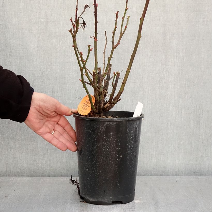 Amostra de Roseira floribunda Rose du CICR Vaso de 4 L/5 L tal como entregue no inverno