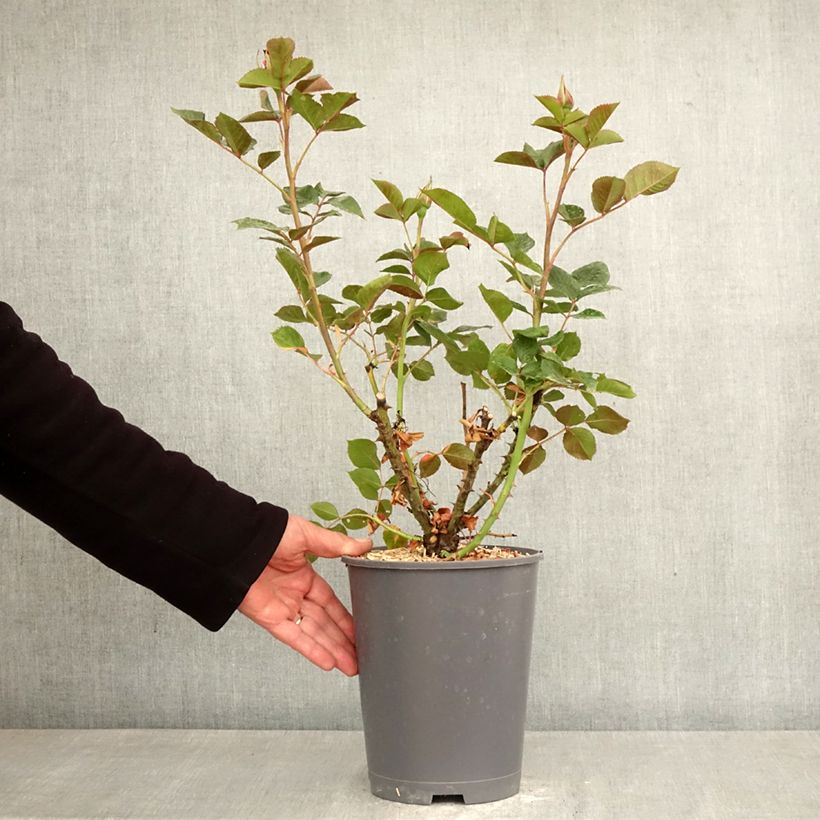 Amostra de Roseira floribunda Rose du CICR Vaso de 4 L/5 L tal como entregue na primavera