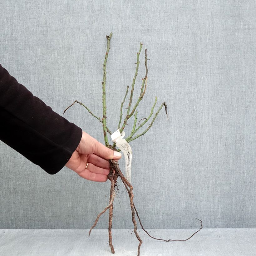 Amostra de Rosier à fleurs groupées Rose du CICR® Petites Racines nues tal como entregue no inverno