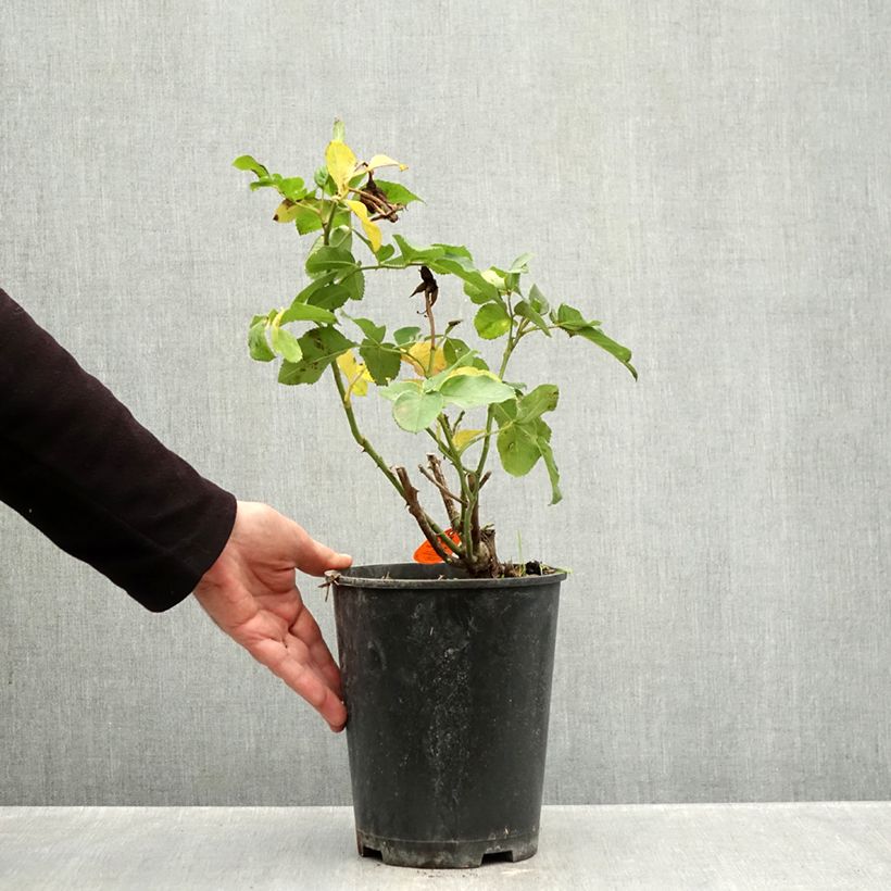 Amostra de Roseira floribunda Rustica III Vaso de 4 L/5 L tal como entregue no outono