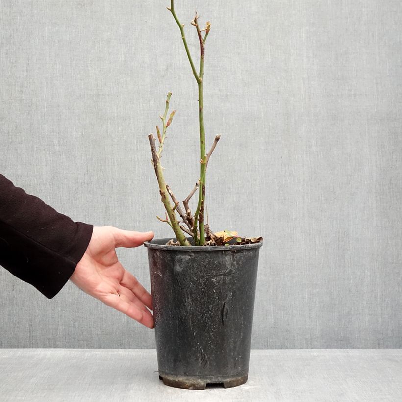 Amostra de Roseira floribunda Rustica III Vaso de 4 L/5 L tal como entregue no inverno