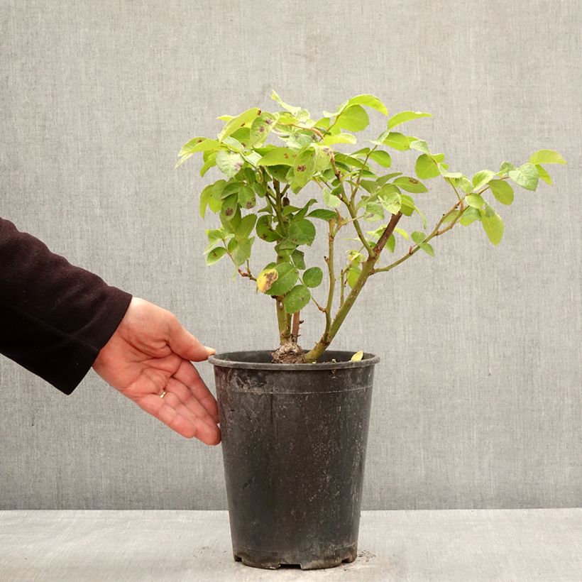 Amostra de Roseira floribunda Rustica III Vaso de 4 L/5 L tal como entregue na primavera