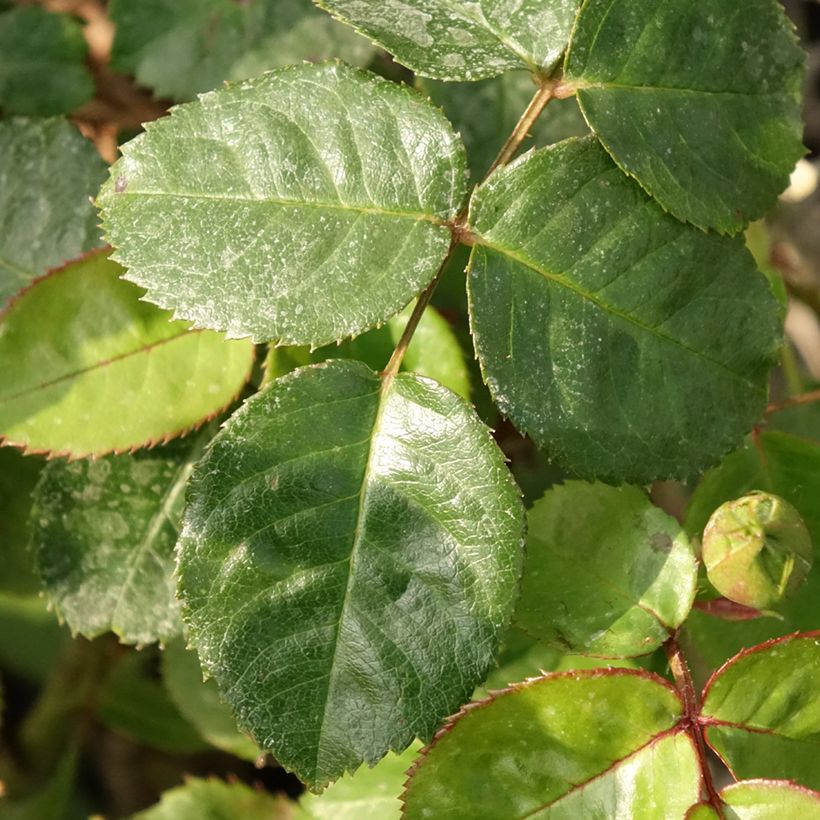 Roseira floribunda Salita (Folhagem)