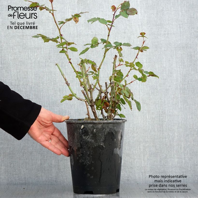 Amostra de Rosier à fleurs groupées Salto Pot de 4L/5L tal como entregue no outono