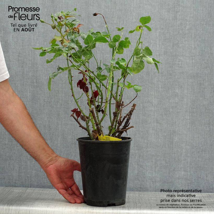Amostra de Roseira floribunda Salita Vaso de 4 L/5 L tal como entregue no verão