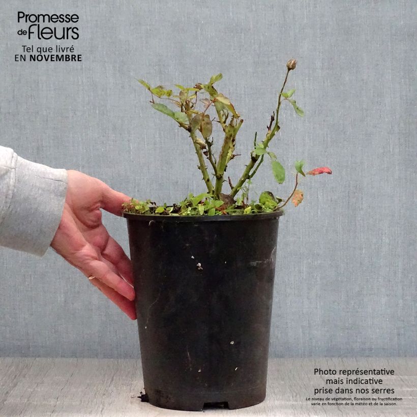 Amostra de Roseira floribunda Schöne Koblenzerin Vaso de 2 L/3 L tal como entregue no outono