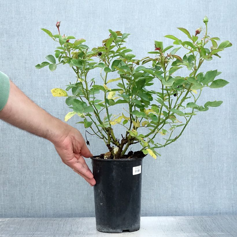 Amostra de Roseira floribunda Schöne Koblenzerin Vaso de 2 L/3 L tal como entregue no verão