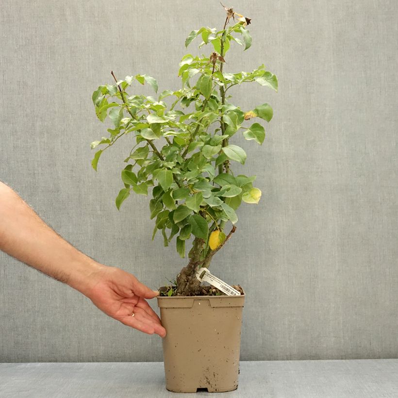 Amostra de Roseira floribunda Société Nationale d'Horticulture de France Vaso de 3 L/4 L tal como entregue no verão