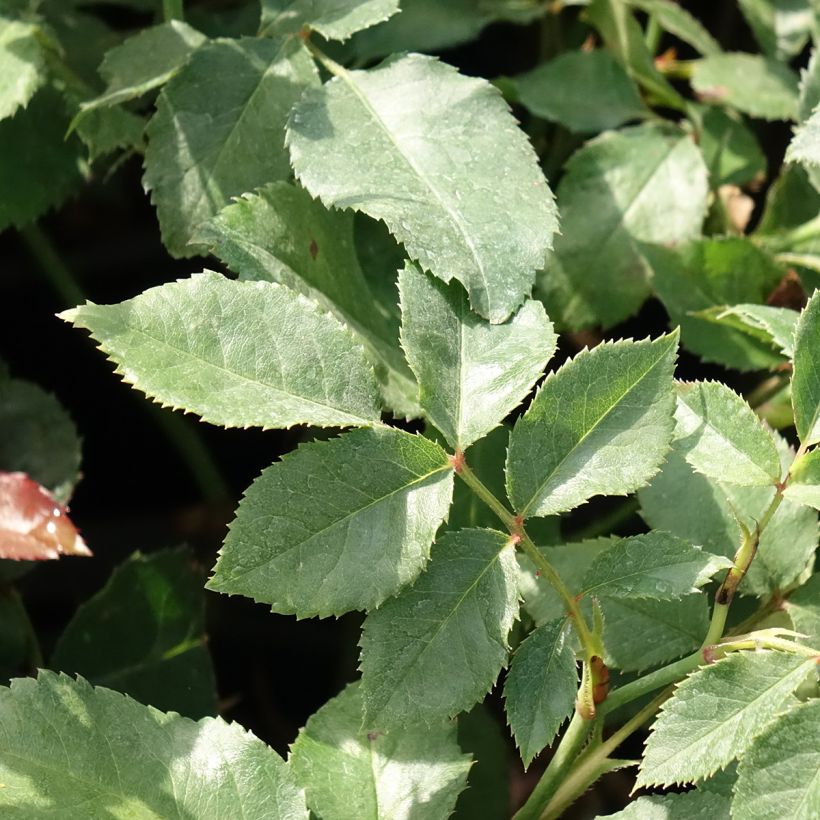 Roseira floribunda Sophia Romantica (Folhagem)