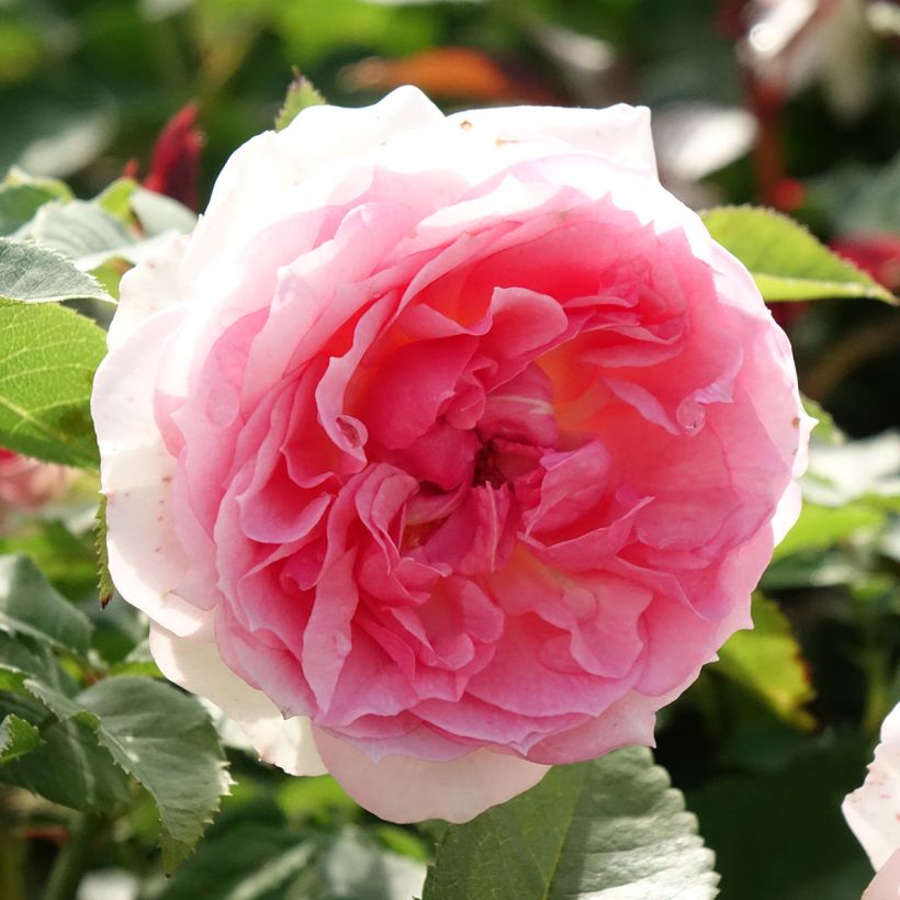 Roseira floribunda Sophia Romantica (Floração)