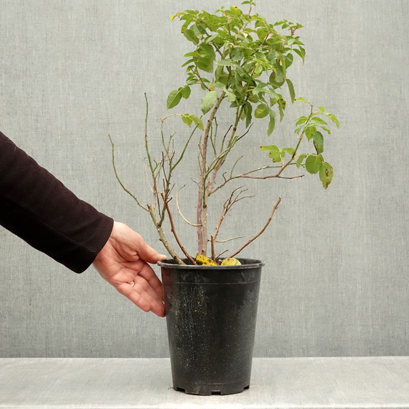 Amostra de Roseira floribunda Sophia Romantica Vaso de 4 L/5 L tal como entregue no outono