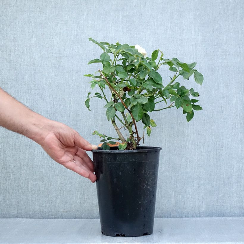 Amostra de Roseira floribunda Sophia Romantica Vaso de 4 L/5 L tal como entregue no verão
