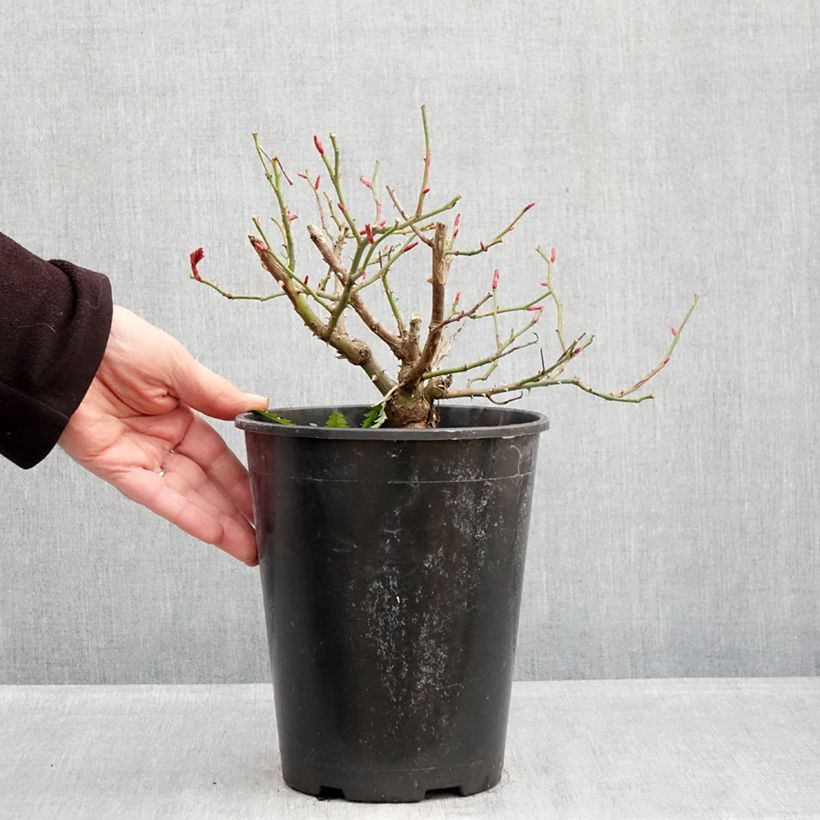 Amostra de Roseira floribunda Sophia Romantica Vaso de 4 L/5 L tal como entregue no inverno