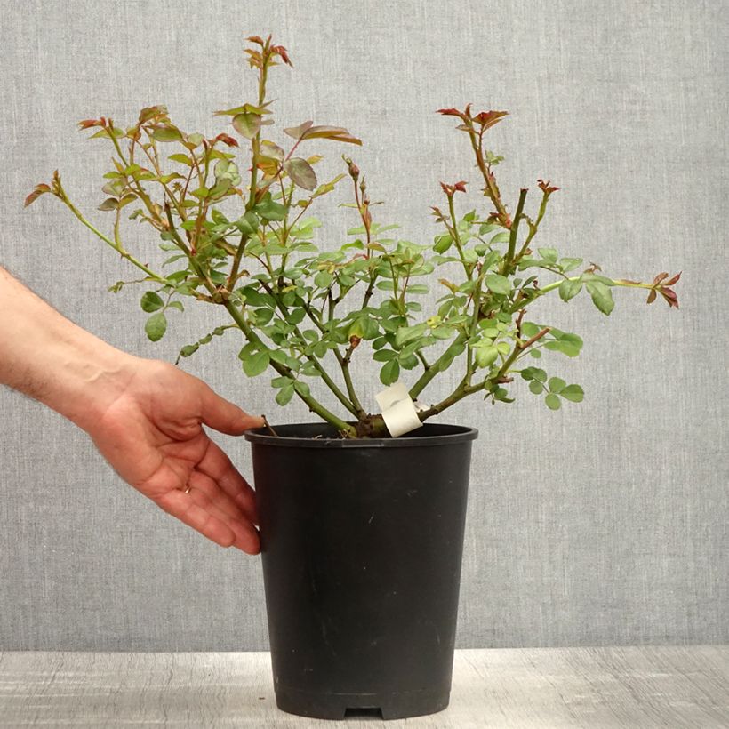 Amostra de Rosier à fleurs groupées Sourire de Sylvie Vaso de 4 L/5 L tal como entregue na primavera