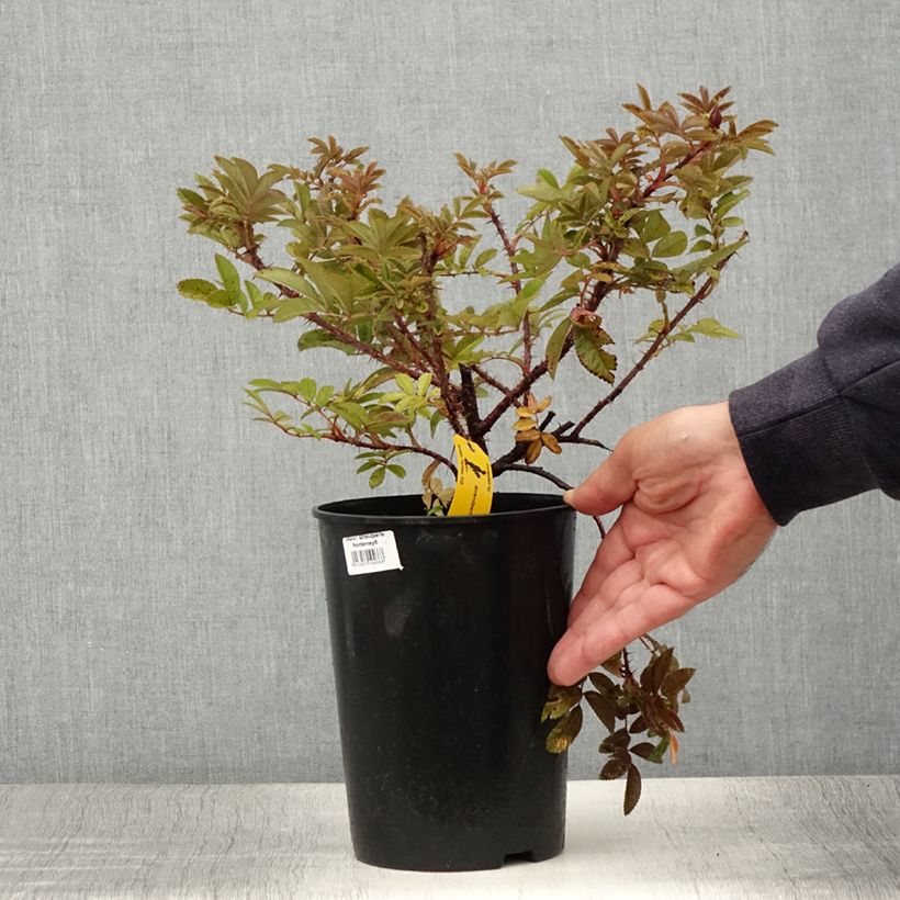 Amostra de Roseira floribunda Strandperle Norderney Vaso de 4 L/5 L tal como entregue no verão
