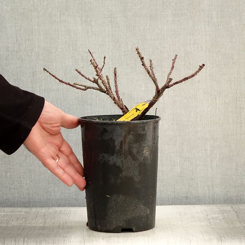 Amostra de Roseira floribunda Strandperle Norderney Vaso de 4 L/5 L tal como entregue no inverno