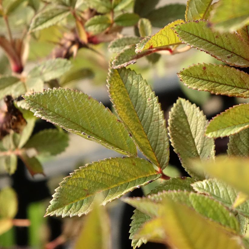 Roseira floribunda Strandperle Norderney (Folhagem)