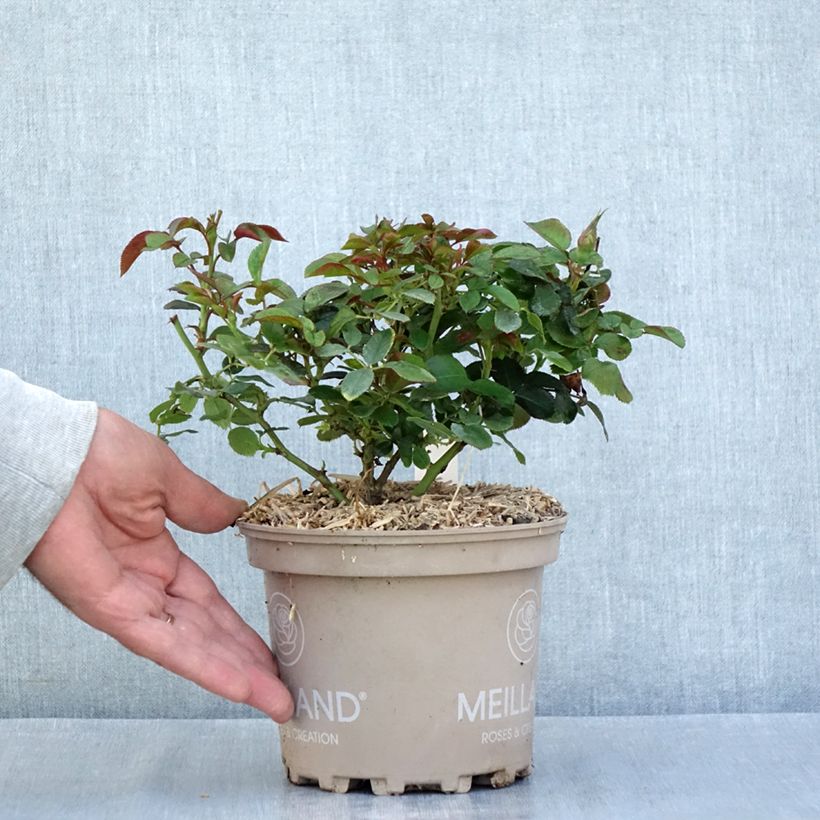 Amostra de Roseira floribunda Sugar Candy Rose Vaso de 2 L/3 L tal como entregue no verão