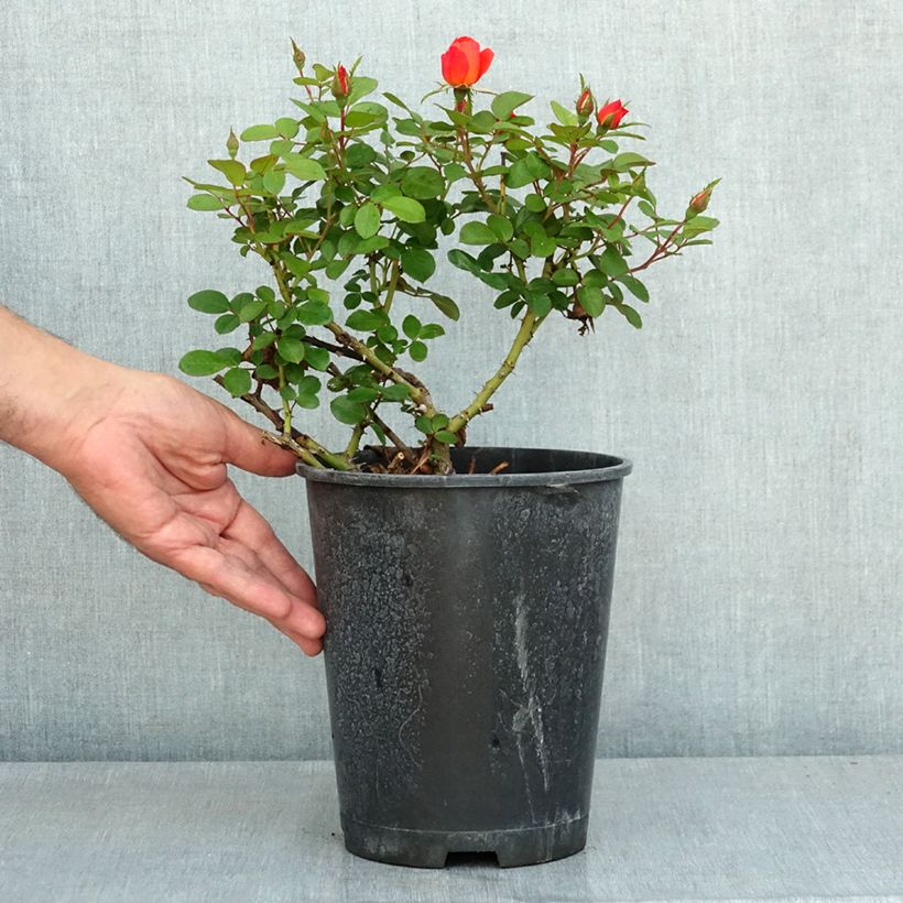 Amostra de Roseira floribunda Sugar Candy Rose Vaso de 4 L/5 L tal como entregue no verão