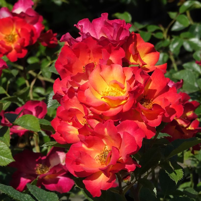 Roseira floribunda Summer of Love (Floração)
