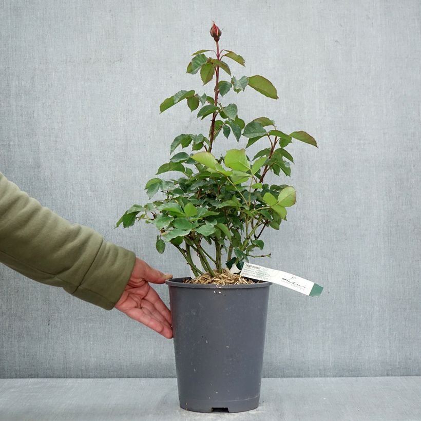 Amostra de Roseira floribunda Super Trouper Vaso de 4 L/5 L tal como entregue na primavera