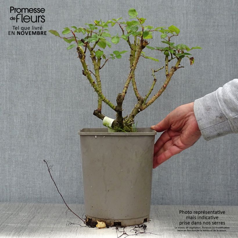 Amostra de Roseira floribunda Sylvie Vartan Vaso de 4 L/5 L tal como entregue no outono