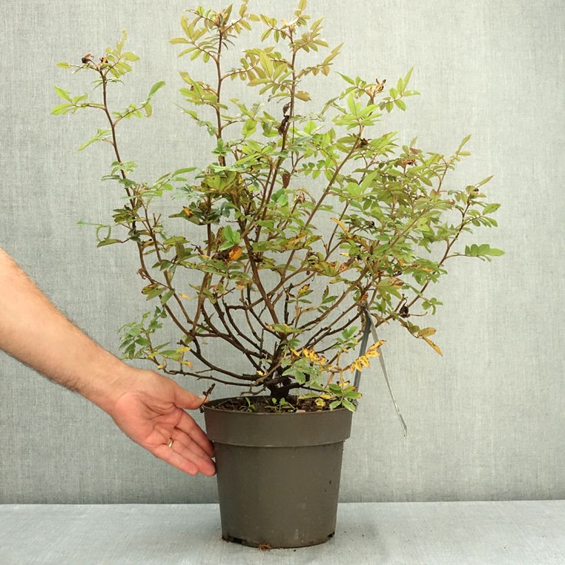 Amostra de Roseira floribunda TAKE IT EASY® Red Vaso de 4 L/5 L tal como entregue no verão