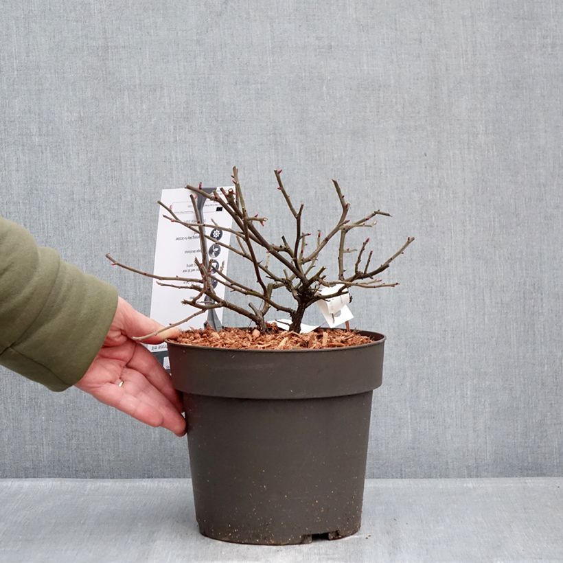 Amostra de Roseira floribunda TAKE IT EASY® Red Vaso de 4 L/5 L tal como entregue no inverno