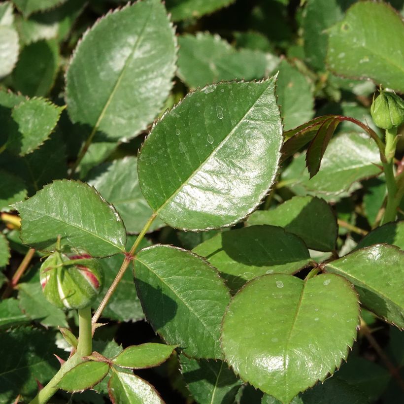 Roseira floribunda Tobago (Folhagem)