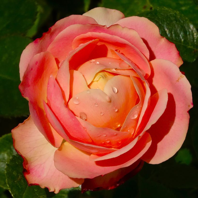 Roseira floribunda Tobago (Floração)