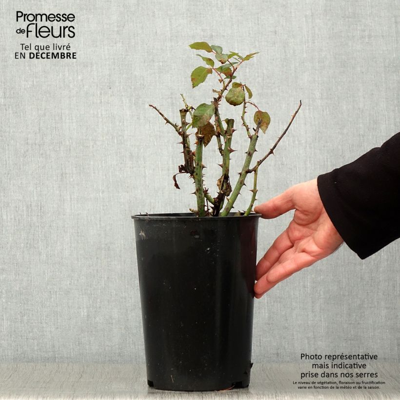 Amostra de Rosier à fleurs groupées Tobago Pot de 4L/5L tal como entregue no outono