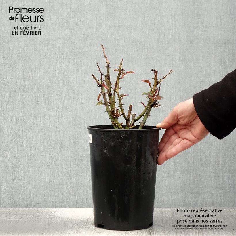 Amostra de Rosier à fleurs groupées Tobago Vaso de 4 L/5 L tal como entregue no inverno
