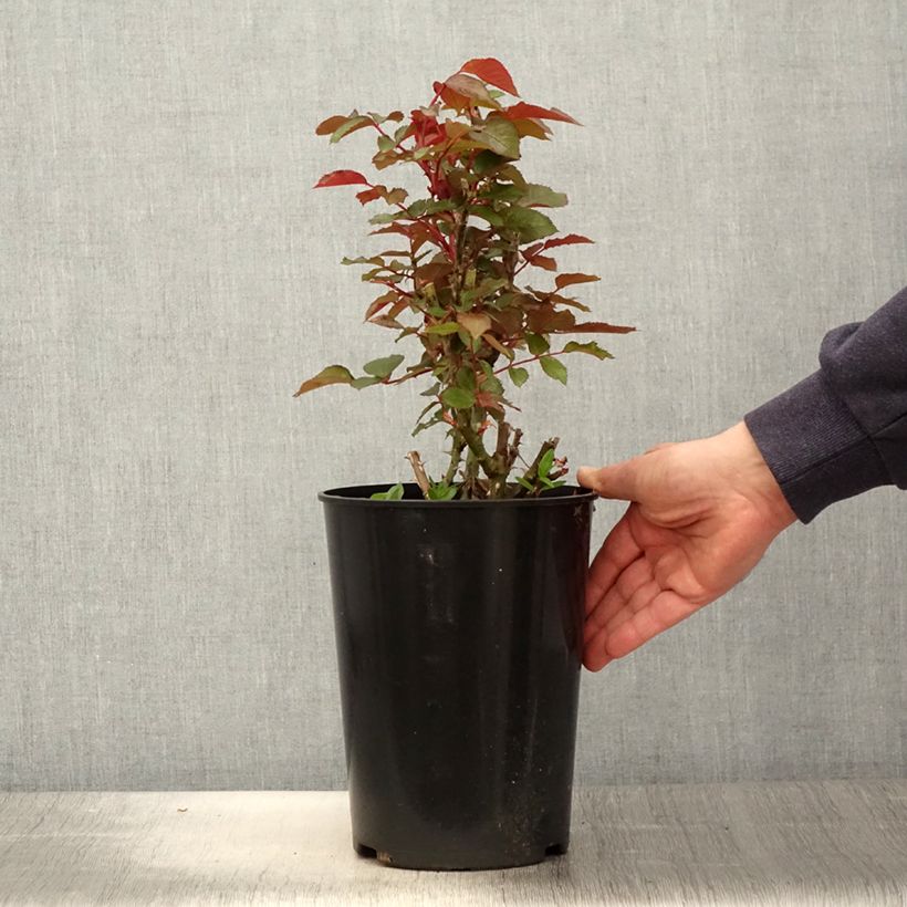 Amostra de Roseira floribunda Tobago Vaso de 4 L/5 L tal como entregue na primavera
