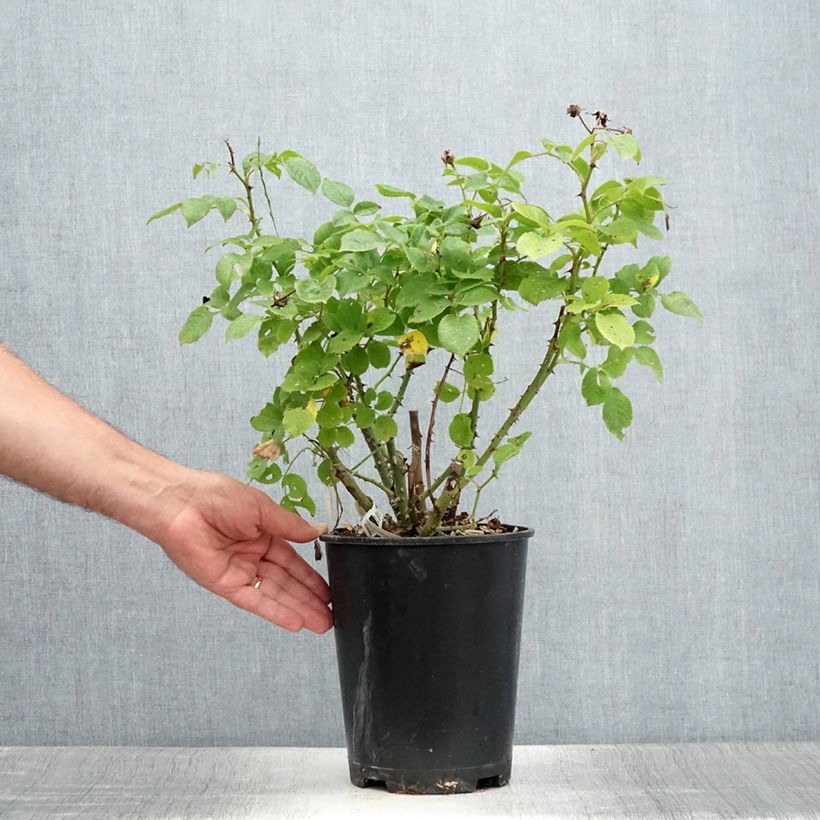 Amostra de Roseira floribunda Utopia Vaso de 3 L/4 L tal como entregue no verão