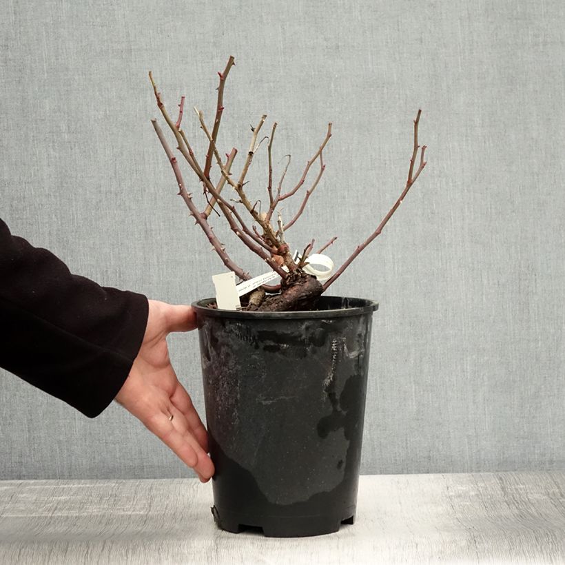Amostra de Roseira floribunda You're Beautiful Vaso de 4 L/5 L tal como entregue no outono
